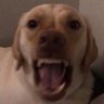 Kepler's profile picture