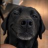 R4C Foczka's profile picture