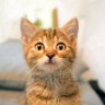 Werbil's profile picture