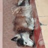 sonamgyamtso's profile picture
