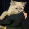 ُ's profile picture