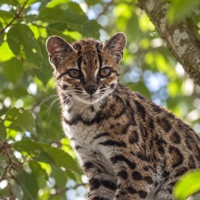 catoftoday's profile picture