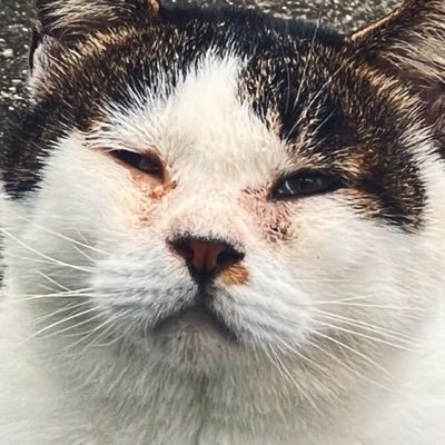 synchren's profile picture