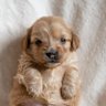 L_O profil fotoğrafı