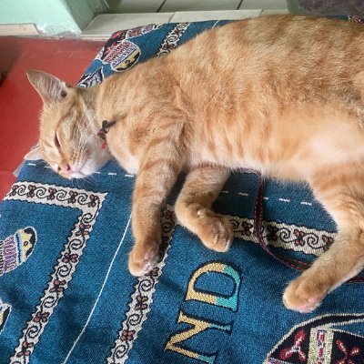 cattopmodel9's profile picture