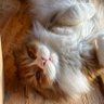 わかば 的头像
