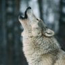 Wolf's profile picture