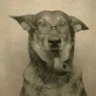 Profilbild von Maisonmargieluh