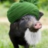 हिंदुस्तानी 的头像