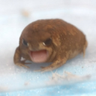 Profilbild von Gibgnik