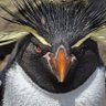 penguin 🐧❄️🧊🌊🐧 的头像