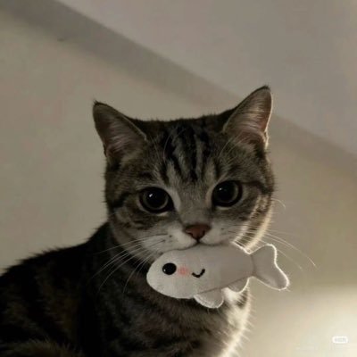 seise酱's profile picture