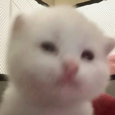 1% human 99% cat's profile picture
