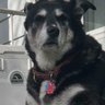 Joseph Repko's profile picture
