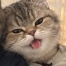 Profilbild von 格オタの猫