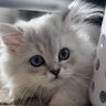 フクナガ　MBA取得 的头像