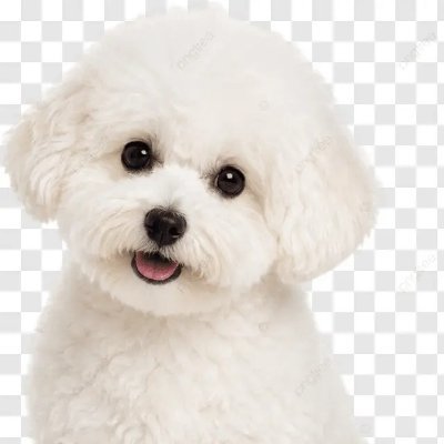 TheDogHouse's profile picture