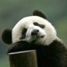 qhuanyu's profile picture