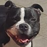 Lustigs hat's profile picture
