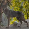 Фото профиля Brown Coyote Studios