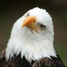 Profilbild von Keep True North strong & Free -