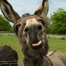 Profilbild von JoJo Donkey