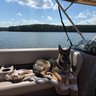 Profilbild von 🐕‍🦺NCSuzanne 🦋🇺🇸🇺🇦🇨🇦
