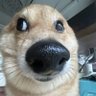 Profilbild von Toji