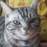 えんがわ 的头像