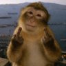 Profilbild von MacacodoPT