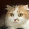 Фото профиля ヶどころん