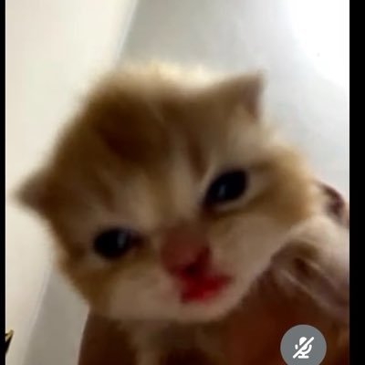 lameesElbaz's profile picture