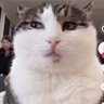 Lou profil fotoğrafı