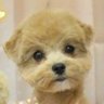 てっちゃん 🎻🍉🐾s's profile picture