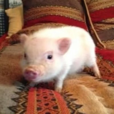 jinmunhi's profile picture