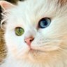 tocadosgatos_ 的头像