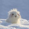 CharlotteCottontail profil fotoğrafı