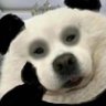 𝐏𝐢𝐭𝐚rℓ•Ⓝ ✿'s profile picture