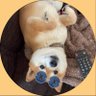 犬 profil fotoğrafı