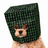 Cypher Dog's profile picture