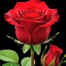 Omarrii's profile picture