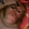 فراشه طايره profil fotoğrafı