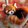 หมี(ทองส์)แดง profil fotoğrafı
