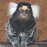 ste ormond's profile picture