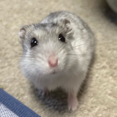 るー。🐹💕's profile picture