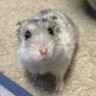 Фото профиля るー。🐹💕