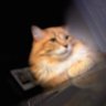 Nikolai's profile picture