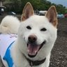 シャッポ profil fotoğrafı