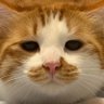 Фото профиля Güannnie🫶🐈