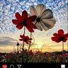 Dee profil fotoğrafı